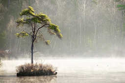 Boom midden in de natuur