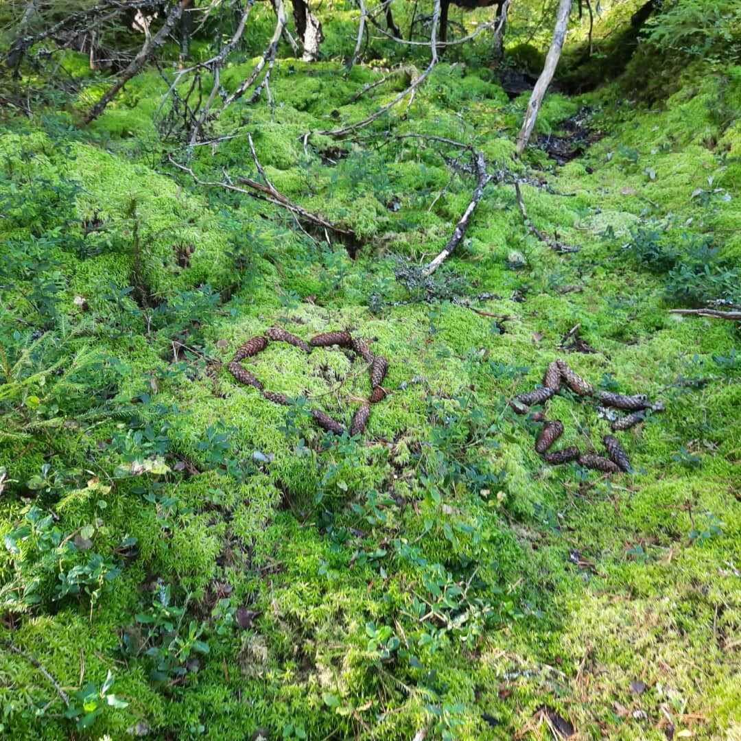 Skog