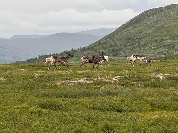 Carro om fjällvandring i Jämtlandstriangeln