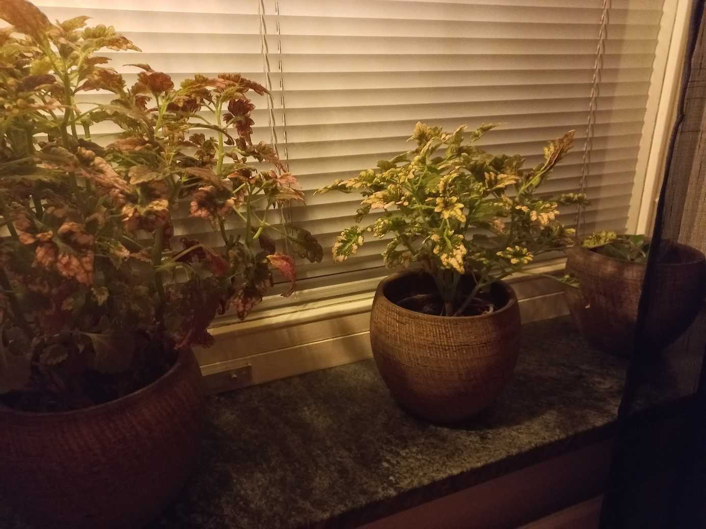 Caroline lagar persienn med darrande fingrar.