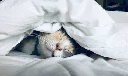 Trötthet (fatigue) och multipel skleros (MS)