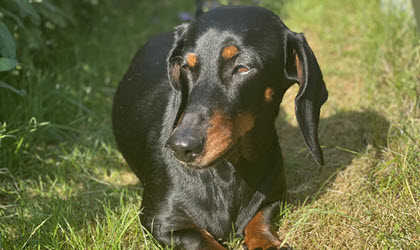 Tax som ligger på gräsmatta.