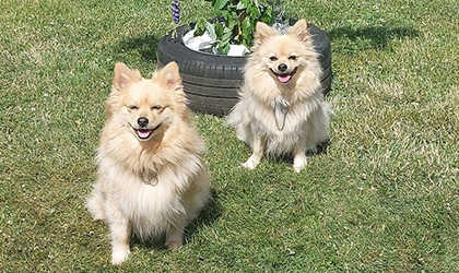 Carro om värme och bostadsanpassning.