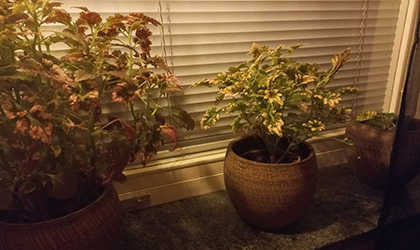 Carro om att laga persienn med darrande fingrar.