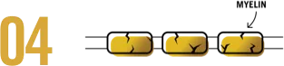 Myelin